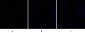 Bad Polyclonal Antibody